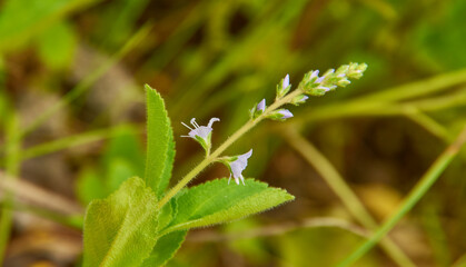 Veronica officinalis