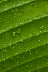 Texture of Water drops on banana leaf.