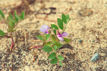 Sweet pea