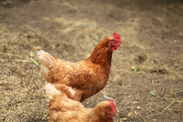 Chickens and a rooster in the coop