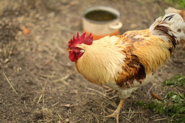 Chickens and a rooster in the coop