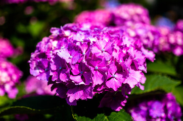 あじさい　アジサイ　紫陽花　梅雨