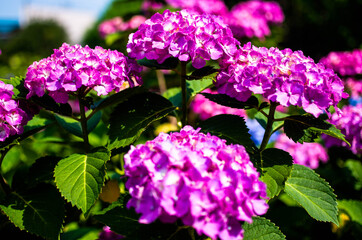 あじさい　アジサイ　紫陽花　梅雨