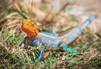 Lizard (agama) is in the wildlife reserve. Focus is on the lizard with the blurred natural background. Outdoor. Kenya, Africa. Copy space.