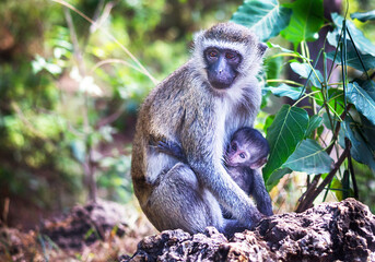 Monkeys (vervet) are in the wildlife reserve on the natural grass, trees background. Outdoor. Kenya, Africa. Copy space.