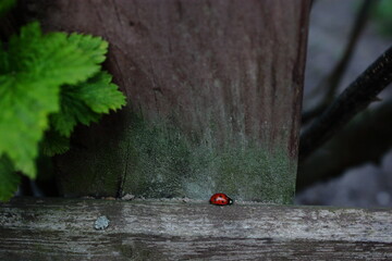 Ladybug on the fence © A