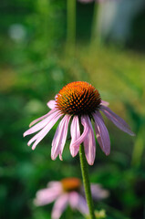 Pink flowers in the garden in summer closeup
