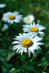 Obraz premium Daisies in the garden in summer closeup