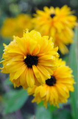Yellow chamomiles in the garden in summer closeup