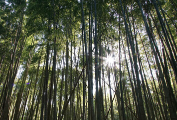 Solar light to shine in the forest of the bamboo