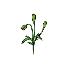 Vintage red blooming poppy flowers. Big poppy element Idea for business visit card, typography vector, print for t-shirt.