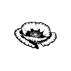 Vintage black and white blooming poppy flowers. poppy element Idea for business visit card, typography vector, print for t-shirt.