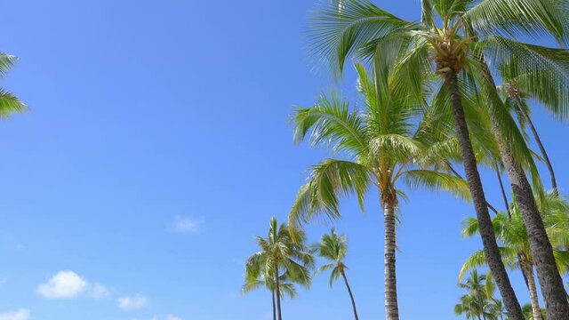 Palm trees background in 4k slow motion 60fps