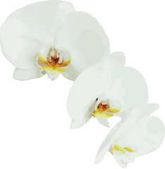 White orchid on a white background. Beautiful delicate light flower. Vector illustration for design