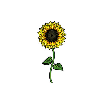 Vintage yellow blooming sunflower. Big sunflower element Idea for business visit card, typography vector, print for t-shirt.