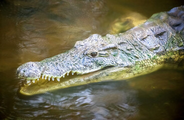 Alligator is floating in the water. Focus is on the alligator with the blurred natural background. Outdoor. Wildlife reserve, Kenya, Africa.