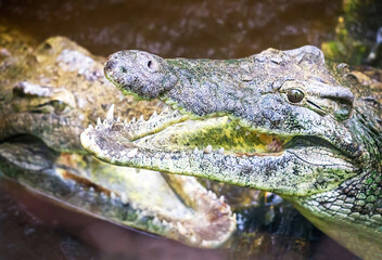 Two alligatores (crocodiles) are in the water. Focus is on the alligator with the blurred natural background. Outdoor. Wildlife reserve, Kenya, Africa.