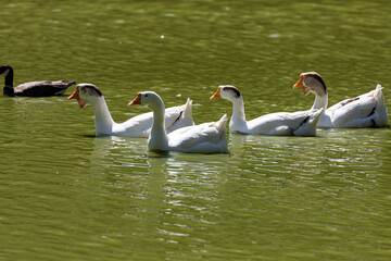 White geese, ducks and other waterfowl swim in a small lake on a sunny day