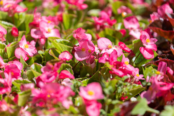 Fototapeta na wymiar Close-up of a beautiful pink flowers, soft focus