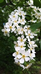 Blossoming branch of a bird cherry in the summer. Cherry blossom. Bird cherry.