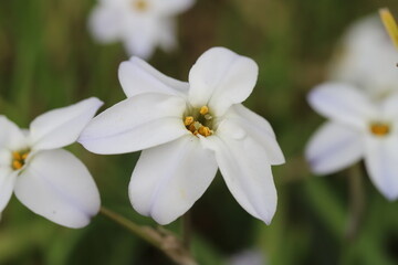 Obraz na płótnie Canvas ハナニラの白い花