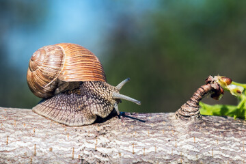 large grape snail crawls on a tree in the garden