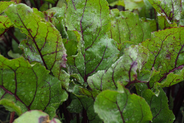 background and texture of beet leaves on the garden bed in drops after the rain. view from above.