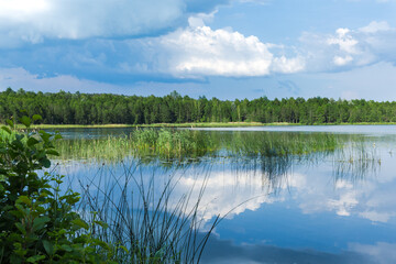 Clear blue water, reeds and grass along the shore, water lilies on the water. White clouds reflect in water. Summer holidays and travels in Belarus.
