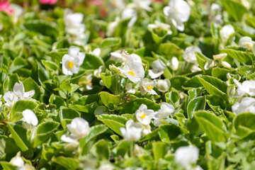 Close-up of a beautiful   white flowers, soft focus