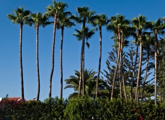 Tall and lined palm trees against a blue sky on a sunny day