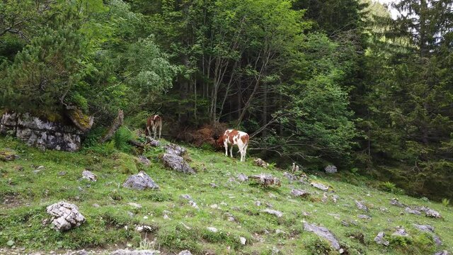 K&uuml;he in den Alpen