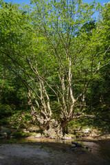 At the edge of the forest, the old tree small stream.