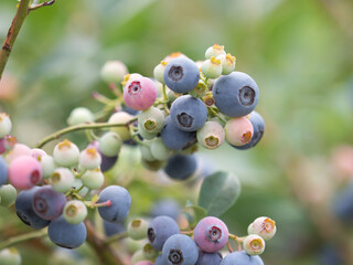 ブルーベリー畑