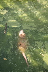 Rear view of an animal nutria. The head and the bald long tail of the creature are visible.
