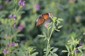 Perfect Time To Take Off Butterfly From Flower