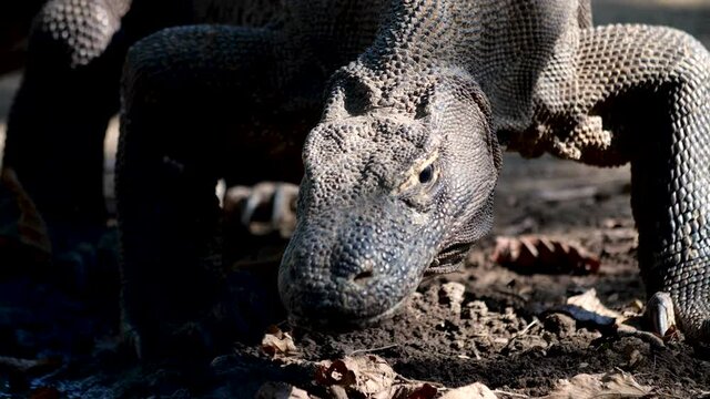 Adult komodo dragon sticking tongue out and looking around (slow motion)
