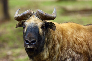 The Mishmi takin (Budorcas taxicolor taxicolor), portrait. An endangered goat-antelope portrait.