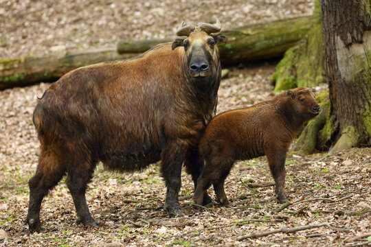 The Mishmi takin (Budorcas taxicolor taxicolor), female with cub in forest among trees. An endangered goat-antelope on a hillside with fallen leaves.