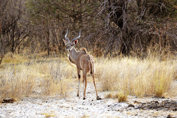 Kudu im Mahango Park In Namibia