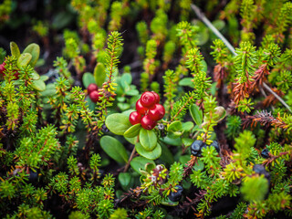 Red bilberry growing on a green carpet of reindeer moss and black crowberry. Clusterberry in autumn ready to be picked by a harvester gatherer. Bunch of wild juicy berries of foxberry in the forest.