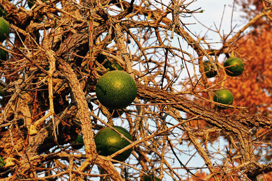 Marula Baum im Mahangu Park in Namibia 