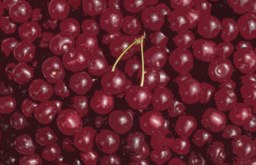 Red cherry background. Cherries with leaves. Fresh organic berries background. Cherries pattern. Food background