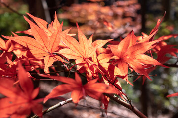 眩しいほどの赤に染まった秋のもみじ