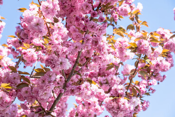 Cherry blossom blooming