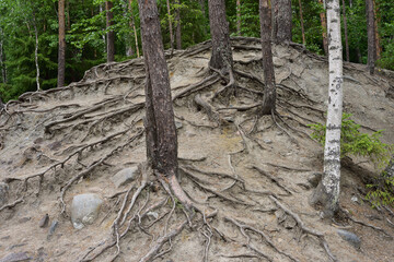 The powerful root system of pines and Karelian birch clings to life
