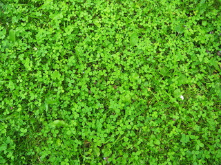 Green mowed lawn with clover