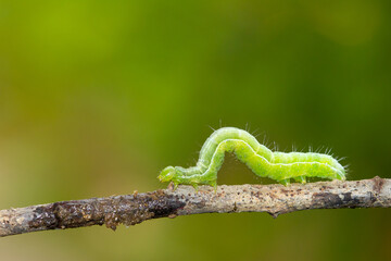 Oruga de color verde brillante sobre la rama con fondo verde.