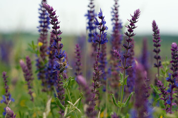 Bee collects nectar from wild flowers