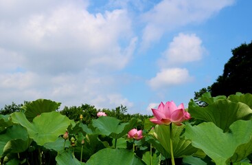 蓮　古代ハス　癒し　風景　茨城