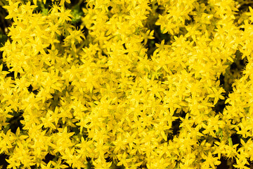 Yellow floral background of many abundantly blooming small flowers. Top view of spring floristic texture with empty space.
